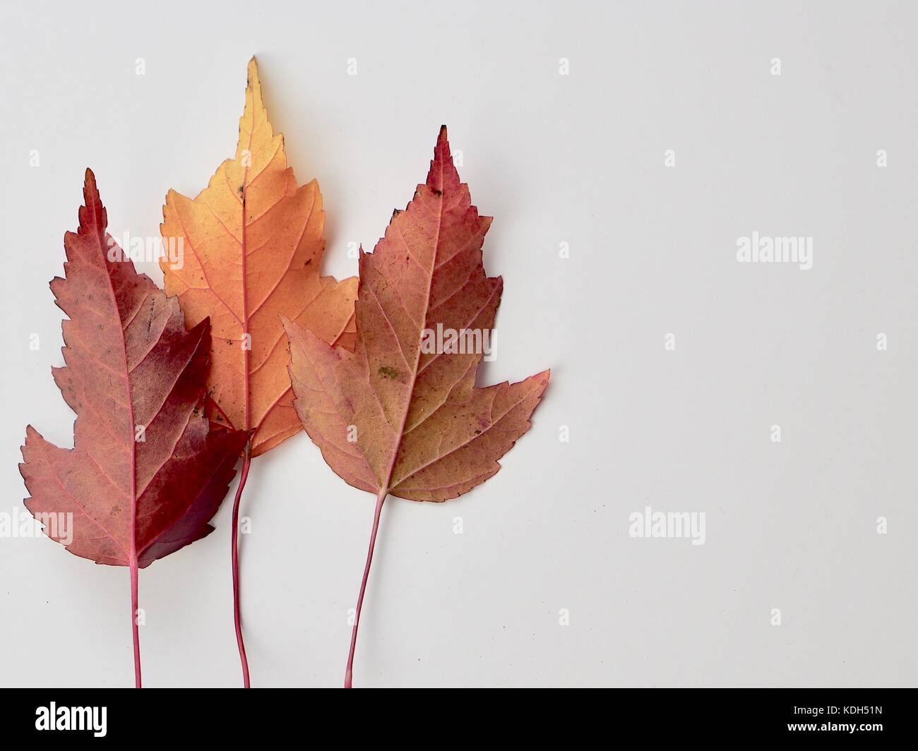 Les feuilles d'automne sur le fond blanc. Le sentiment de la forêt. Banque D'Images