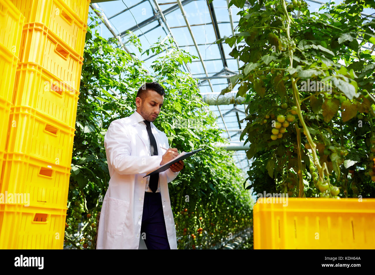 Ingénieur agro-blanchon en faisant la recherche dans hothouse parmi la végétation de tomate Banque D'Images