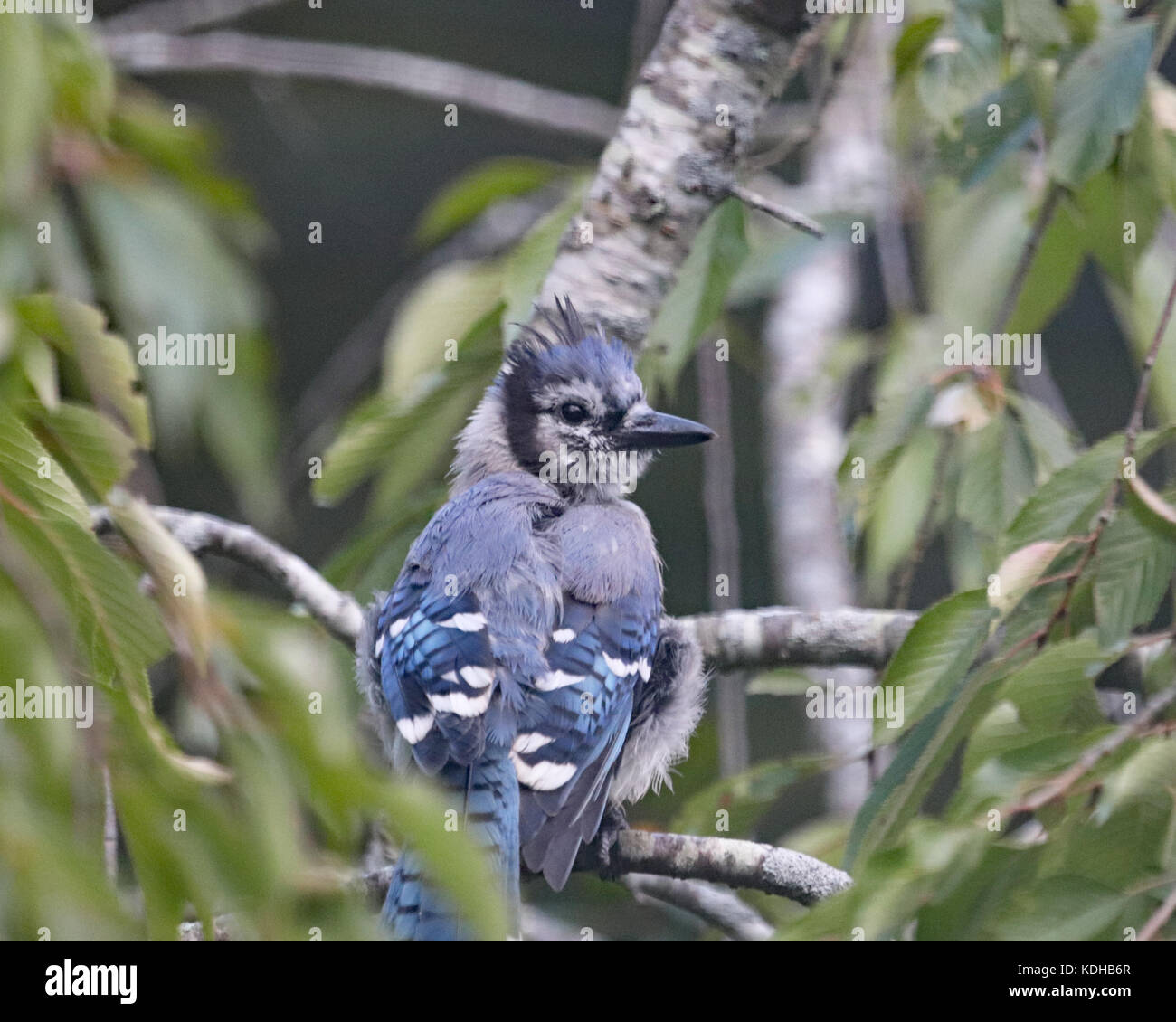 Colorful le geai bleu (Cyanocitta cristata) est une espèce de passereau de la famille des corvidés, originaire d'Amérique du Nord Banque D'Images