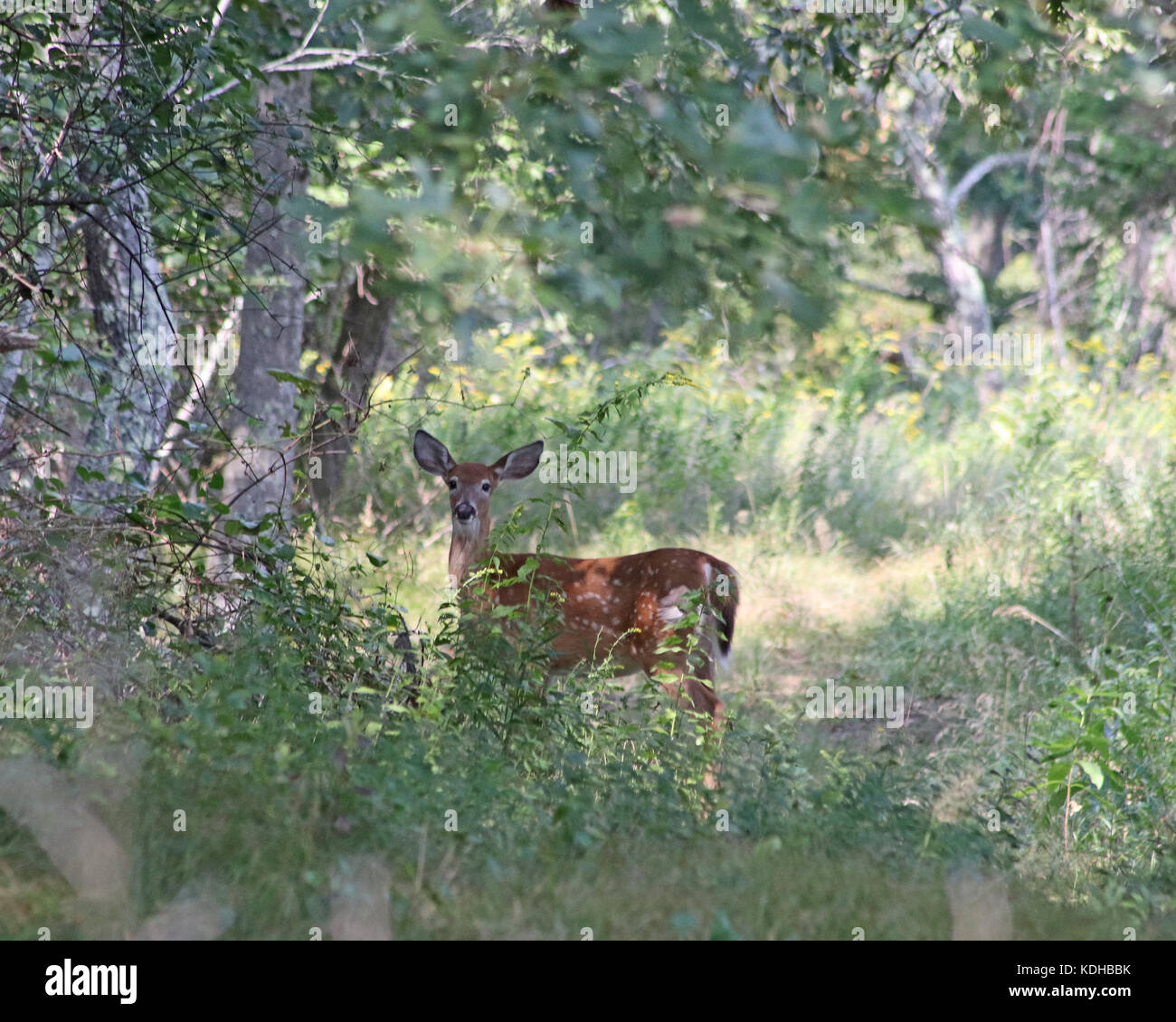 White-tailed deer fawn à travers les bois n'a toujours c'est des points blancs pour un autre mois ou ainsi avant qu'il ne se transforme en une fourrure brun-gris pour l'hiver. Banque D'Images