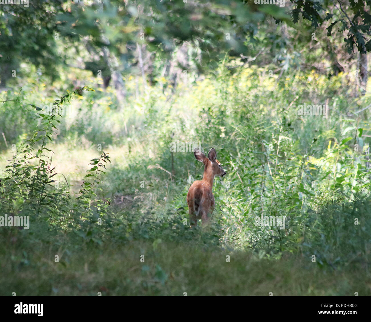 Le cerf timide faon dans un pré près d'un sentier de randonnée à trustom pond National Wildlife Refuge Banque D'Images