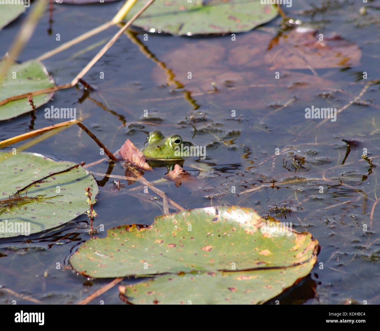 Bullfrog baignade dans la lagune côtière dans trustom pond National Wildlife Refuge Banque D'Images