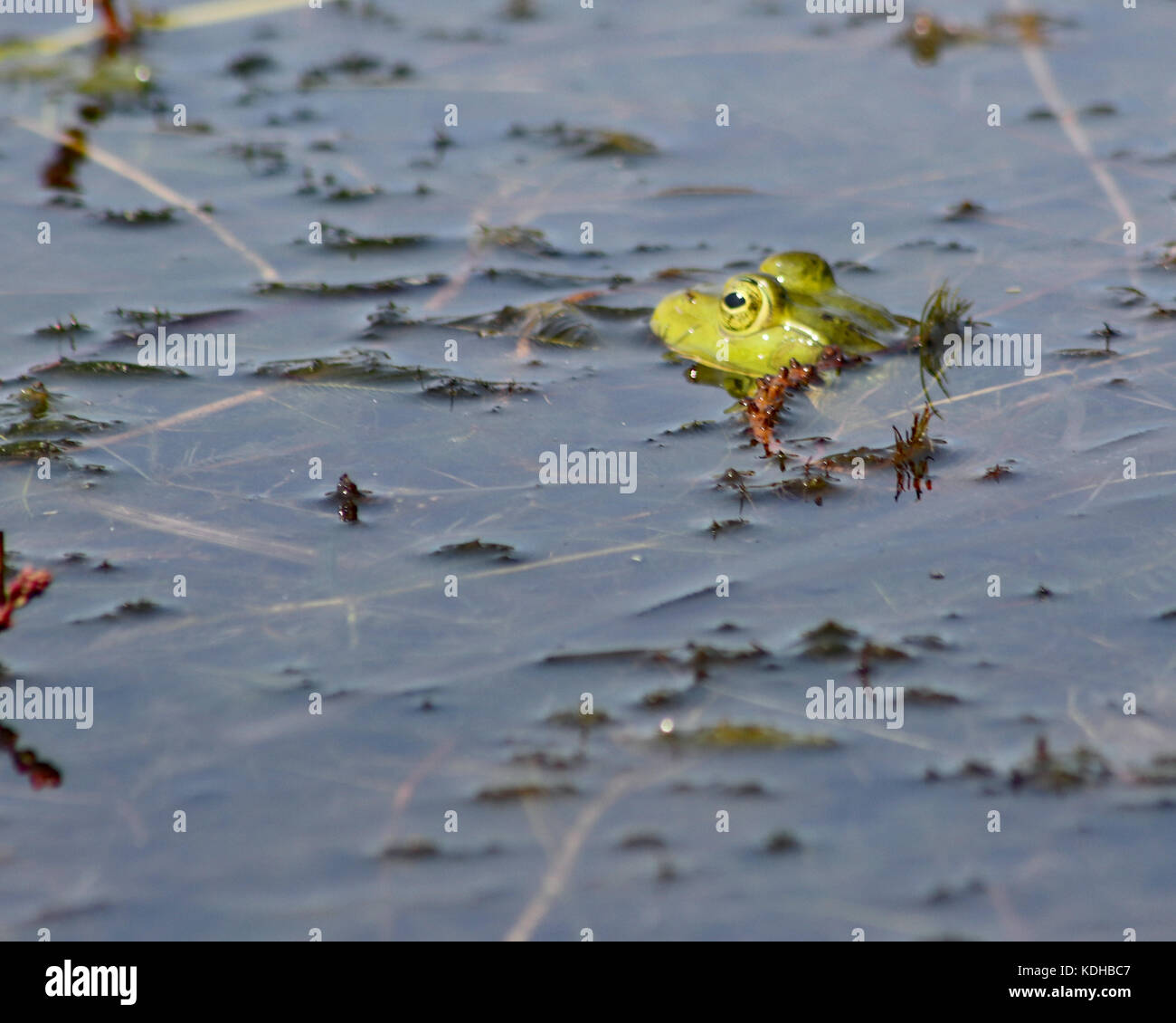 De grands espaces verts (lithobates catesbeianus grenouille taureau) baignade dans une lagune côtière Banque D'Images