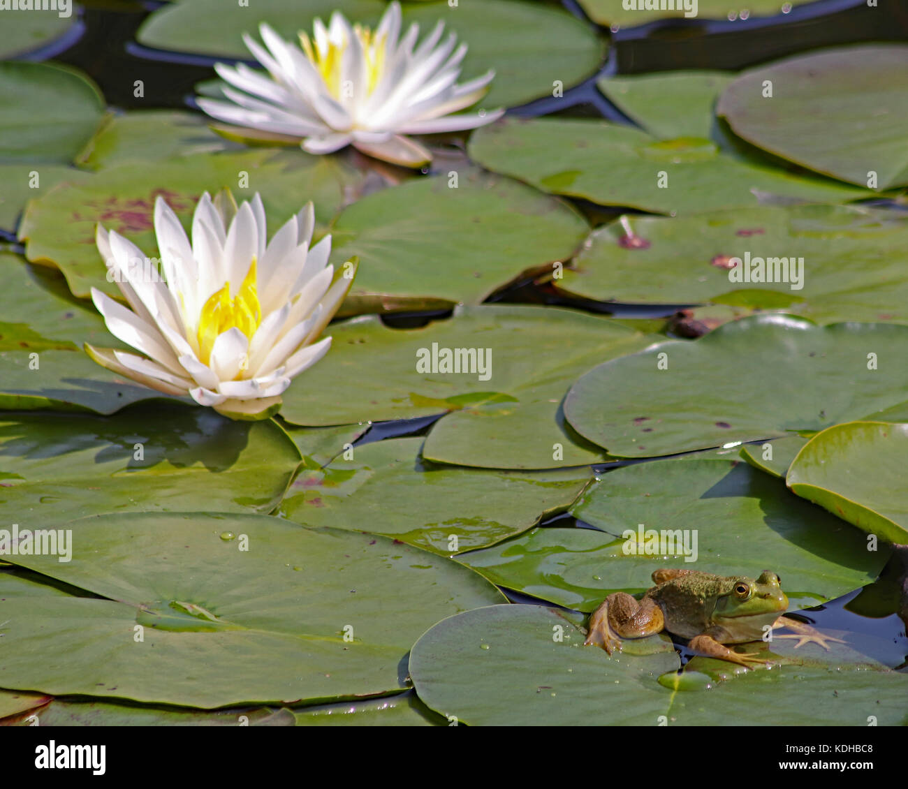 Un étang couvert de lily avec des fleurs blanches et les ouaouarons au repos Banque D'Images