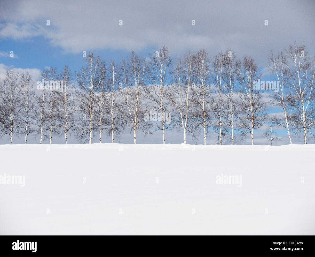 Arbre sept étoiles à Biei, Hokkaido, Japon, en hiver Banque D'Images