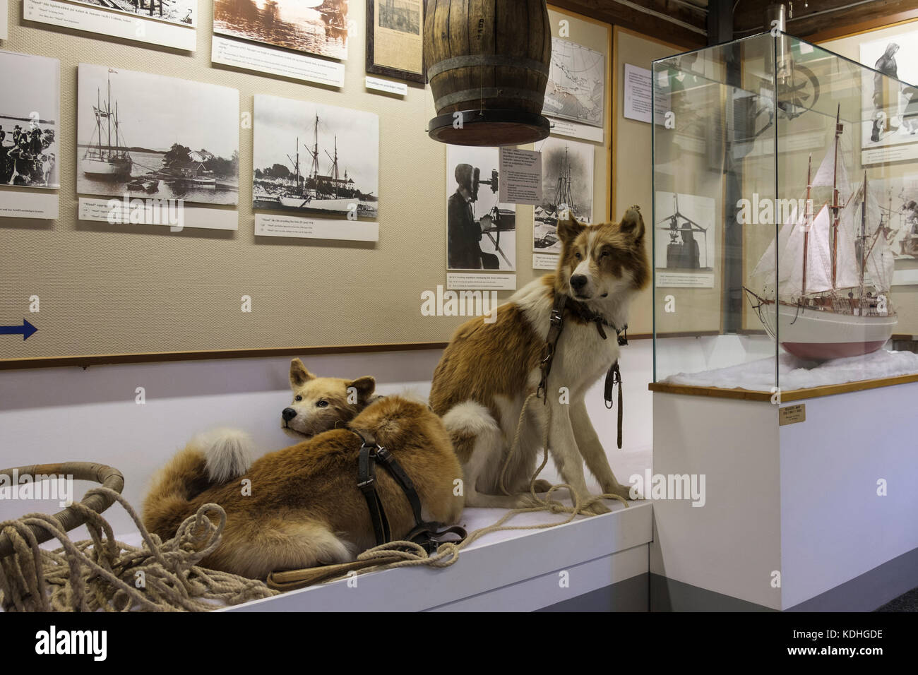 Musée polaire ou Polarmuseet chiens de traîneau en peluche à l'intérieur de la pièce. Tromso Tromsø en Norvège. Musée de l'université culturelle expositions archéologiques scientifiques avec Banque D'Images