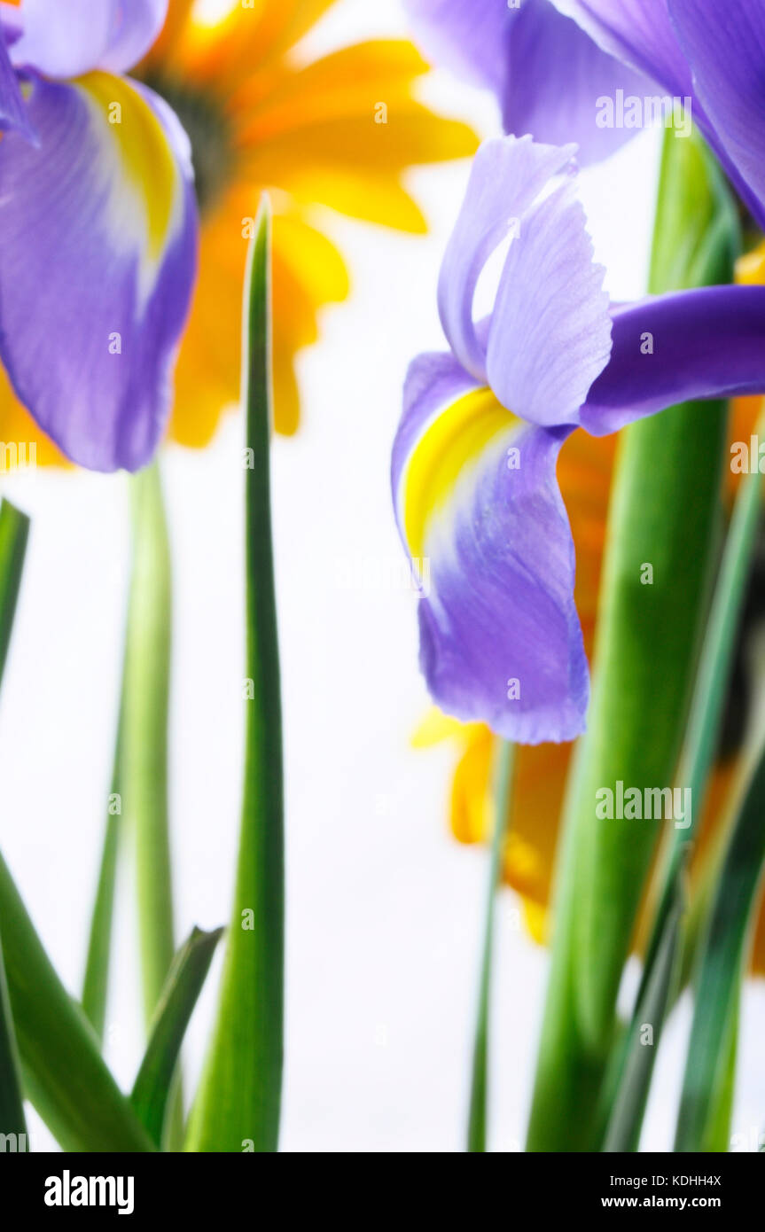 Close up of blue purple iris fleur et pétales avec tache jaune Banque D'Images