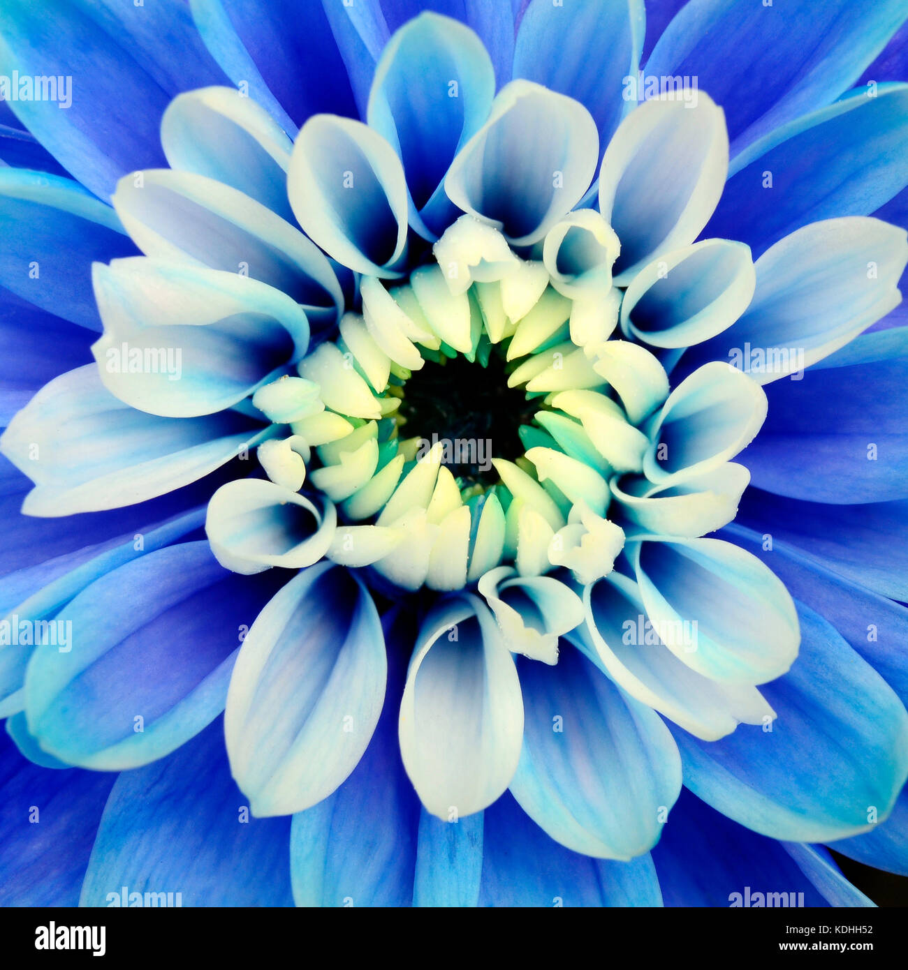 Close up de pétales bleu, blanc et pistils fleur coeur d'Aster pour le fond ou la texture Banque D'Images