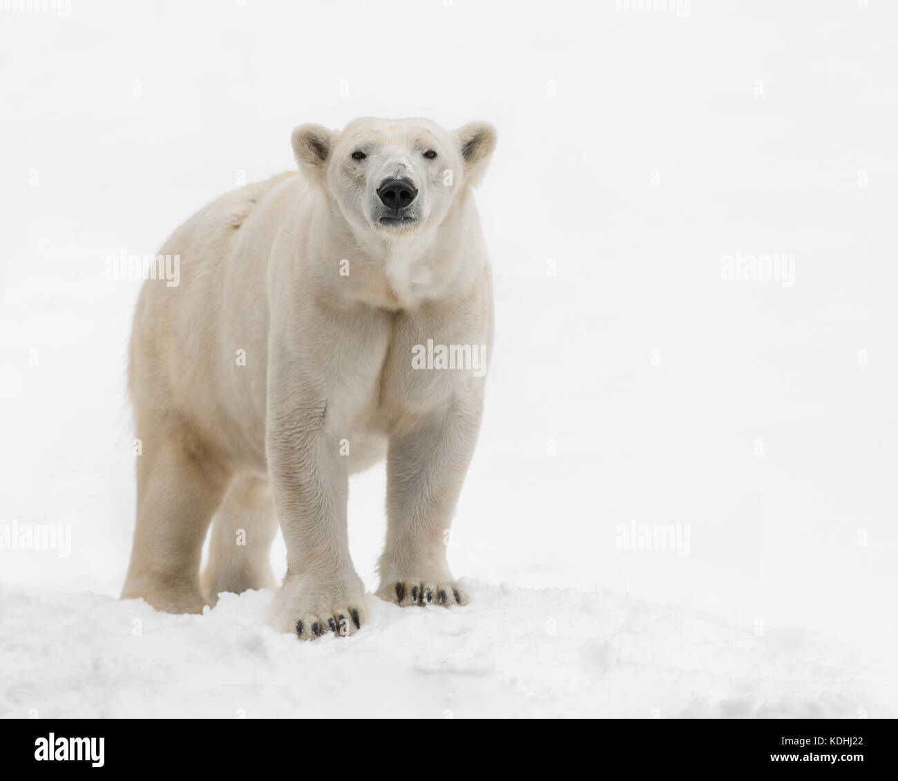 Femme ours polaire (Ursus maritimus) debout dans la neige Banque D'Images