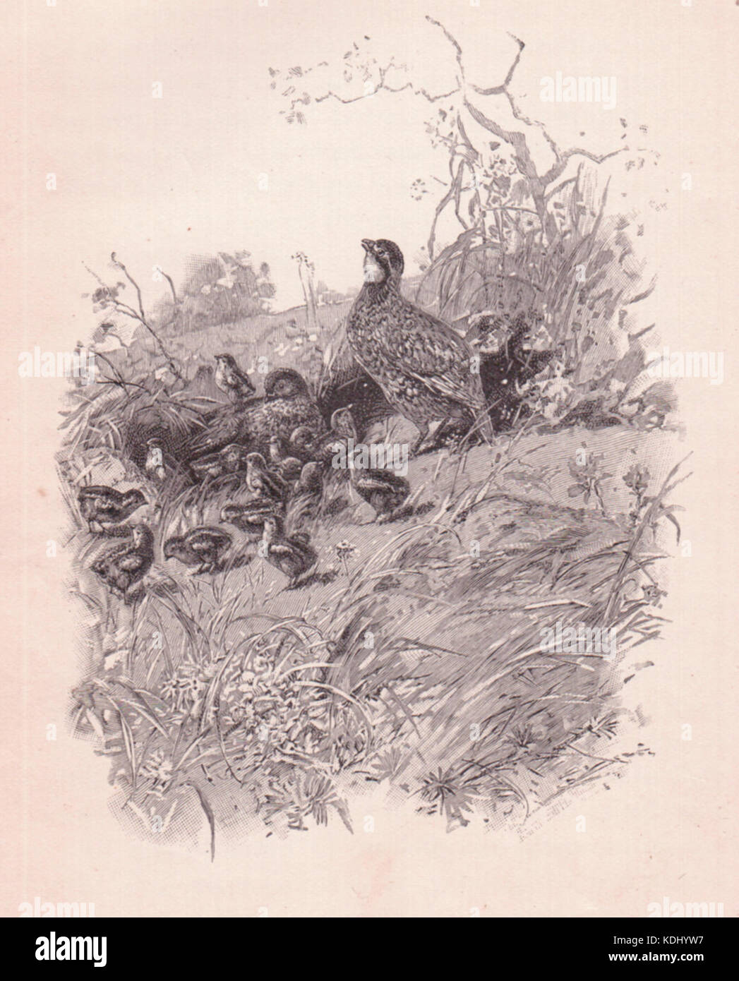 La famille caille Banque D'Images