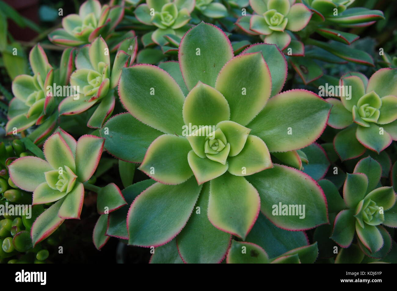 Rose et jaune, les rosettes de feuilles succulentes, teinté de l'aeonium, originaire d'îles canaries. Banque D'Images