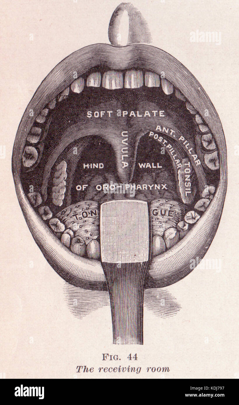 Guide pratique de la santé, fig 44 Bouche Banque D'Images