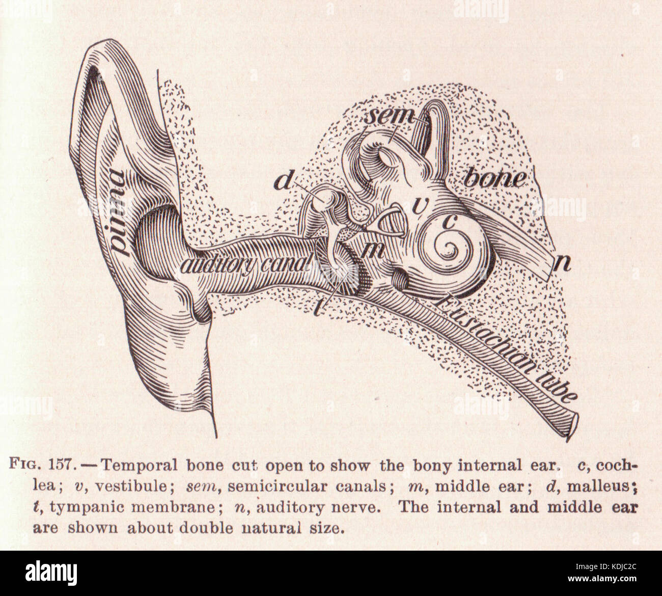 Page 241 de l'oreille interne Banque D'Images