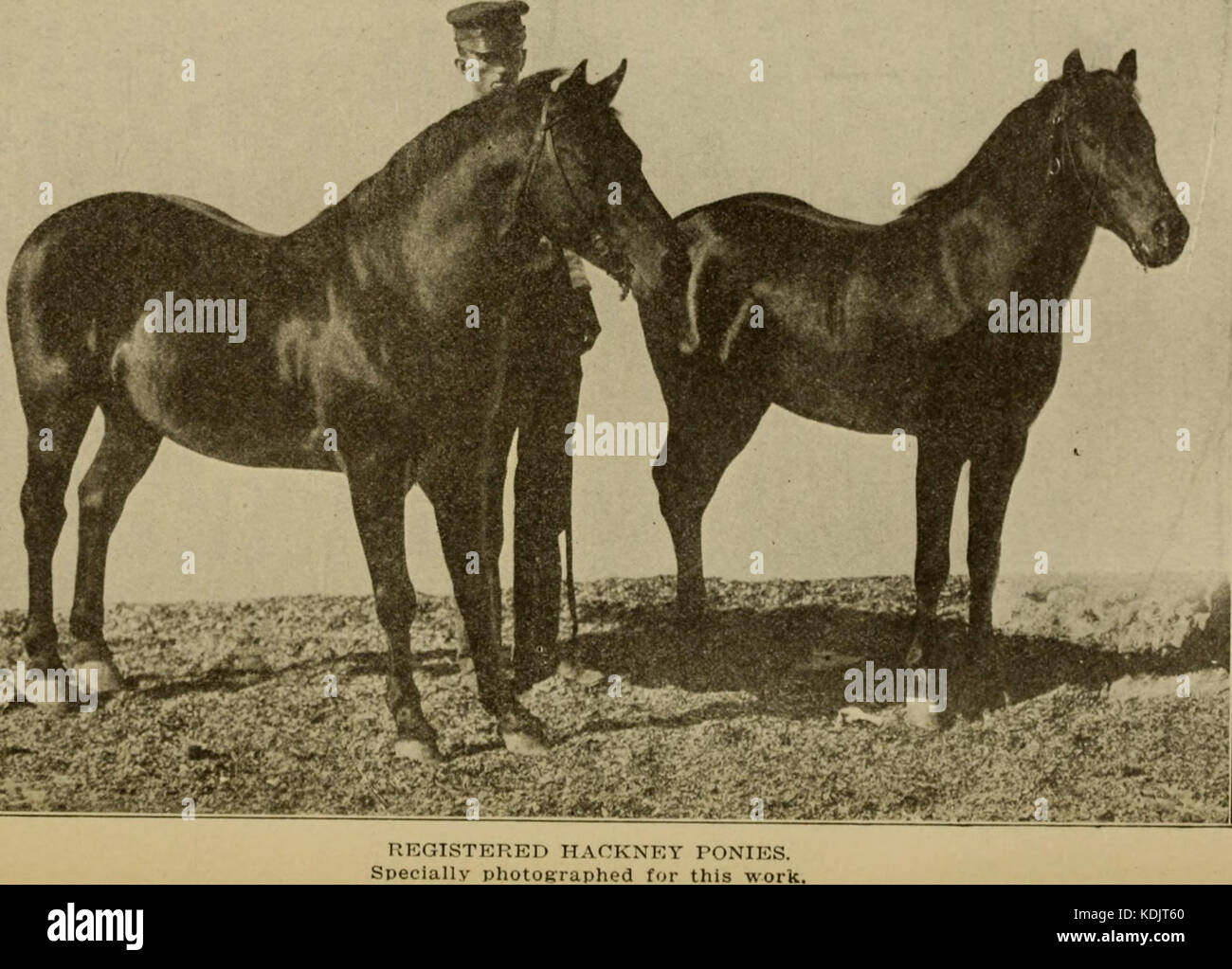 Live stock un cyclopedia pour l'agriculteur et propriétaire y compris l'élevage, les soins, l'alimentation et de la gestion des chevaux, bovins, porcs, moutons et volaille avec un département spécial sur l'industrie laitière en cours (14590999687) Banque D'Images