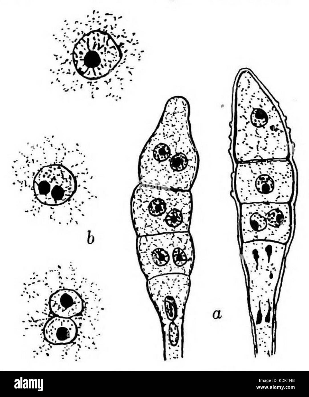 Phragmidium violaceum teleutospore Banque D'Images