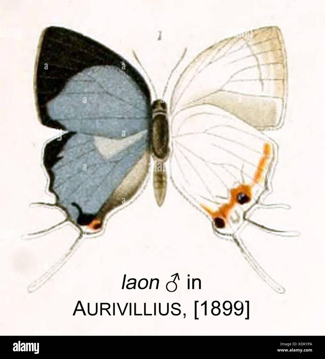 Une illustration tirée de 'Aurivillius 1899' représentant le mâle de Laon, un genre dans l'ordre des insectes. L'illustration fait partie d'un travail scientifique axé sur l'entomologie, fournissant des vues détaillées de l'espèce pour l'étude et la classification. Banque D'Images