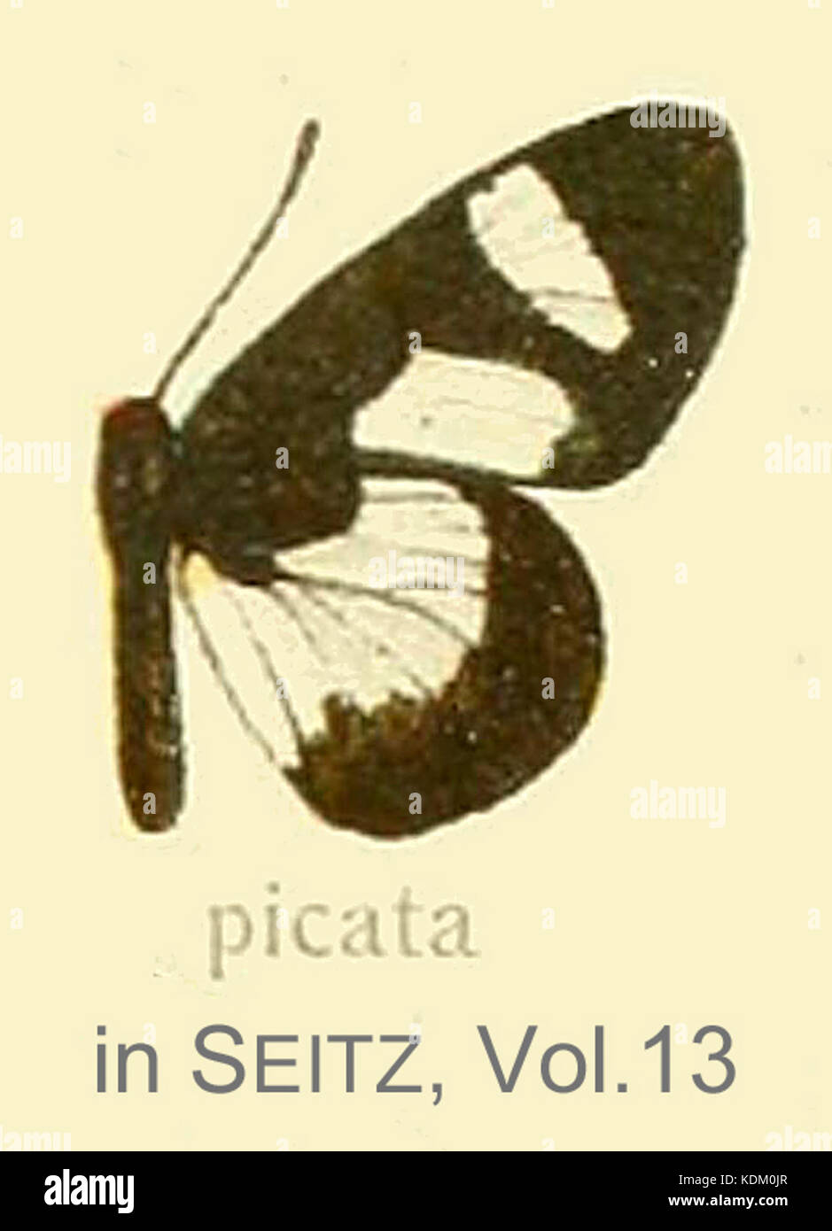 Picata13 inSeitzVol Banque D'Images