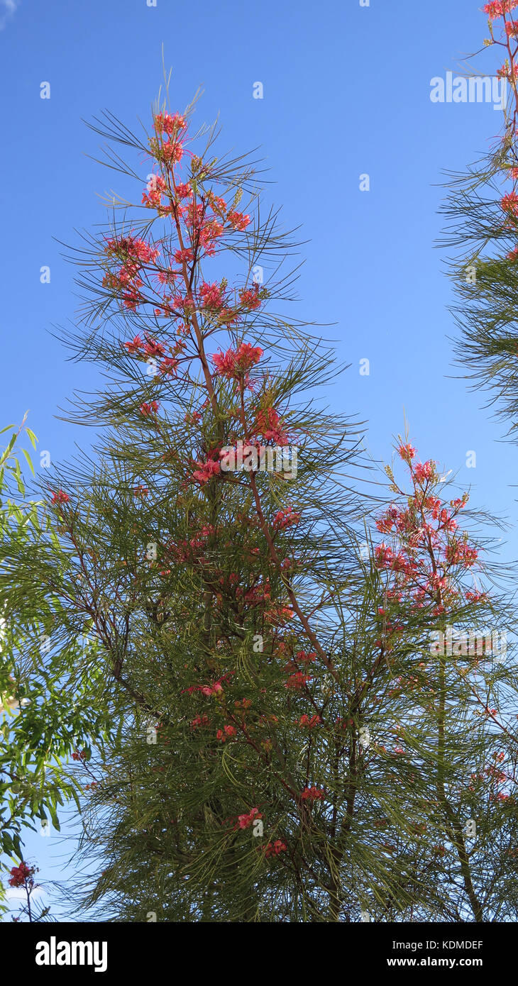 / Rose Fleur rouge de grevillea 'élégance', une plante indigène de l'Australie Banque D'Images