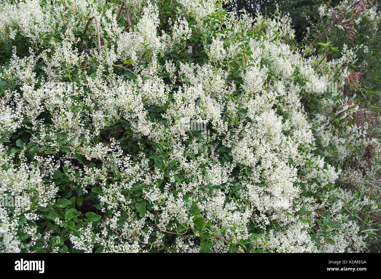 L'abondance des plantes grimpantes en fleurs de fleurs blanches Photo — free download