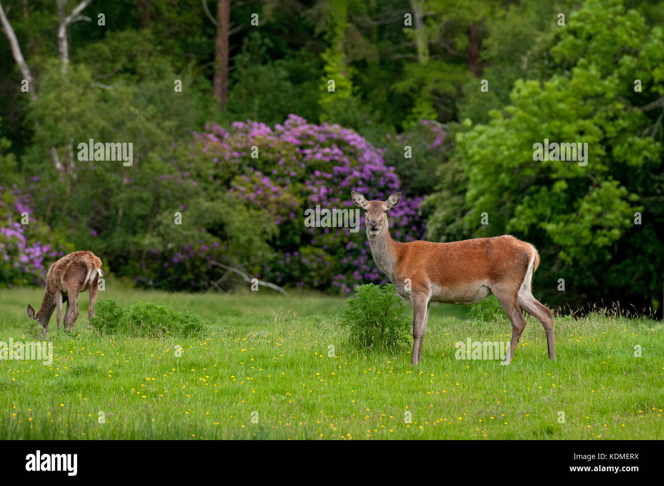 Red Deer (Cervus elaphus), le Parc National de Killarney, comté de Kerry, Irlande Banque D'Images