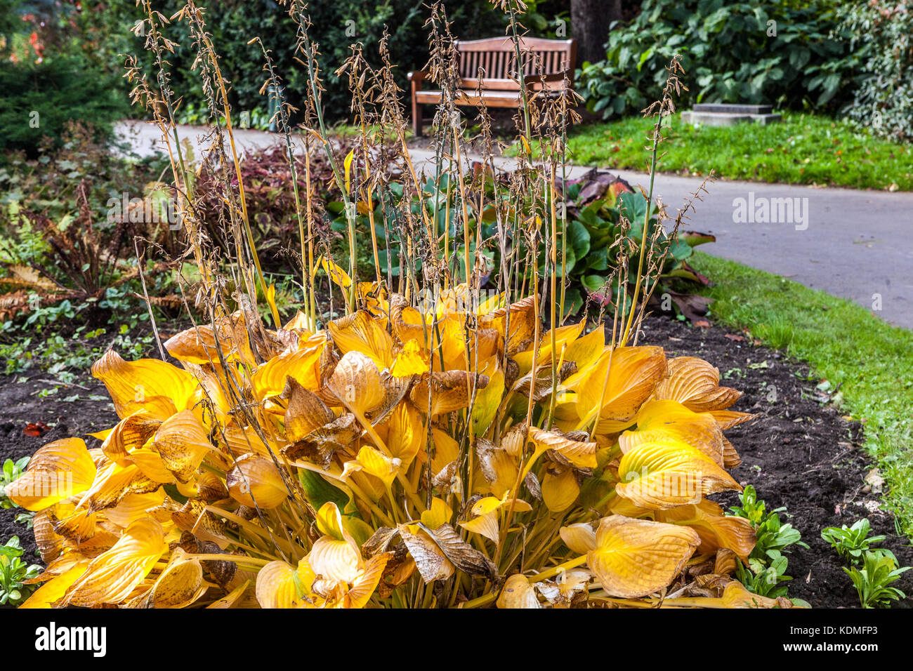 Prague automne dans les jardins de Vojany, un paisible au coeur de Little Quarter Prague, République tchèque, jardin feuillage hosta dans le jardin d'automne Prague Park Banque D'Images