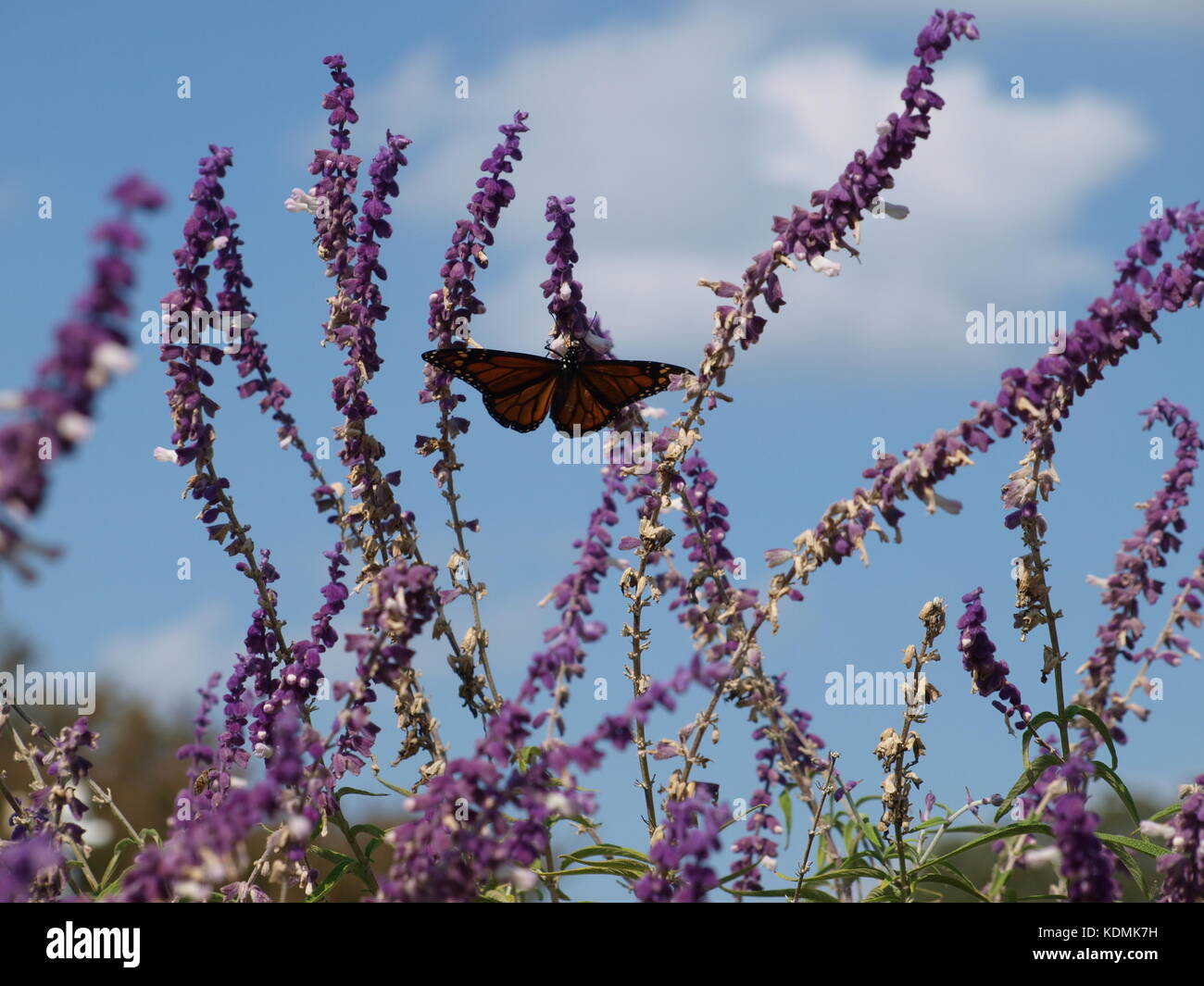 Grandes ailes et de petites ailes en migration - ol5882475 Banque D'Images