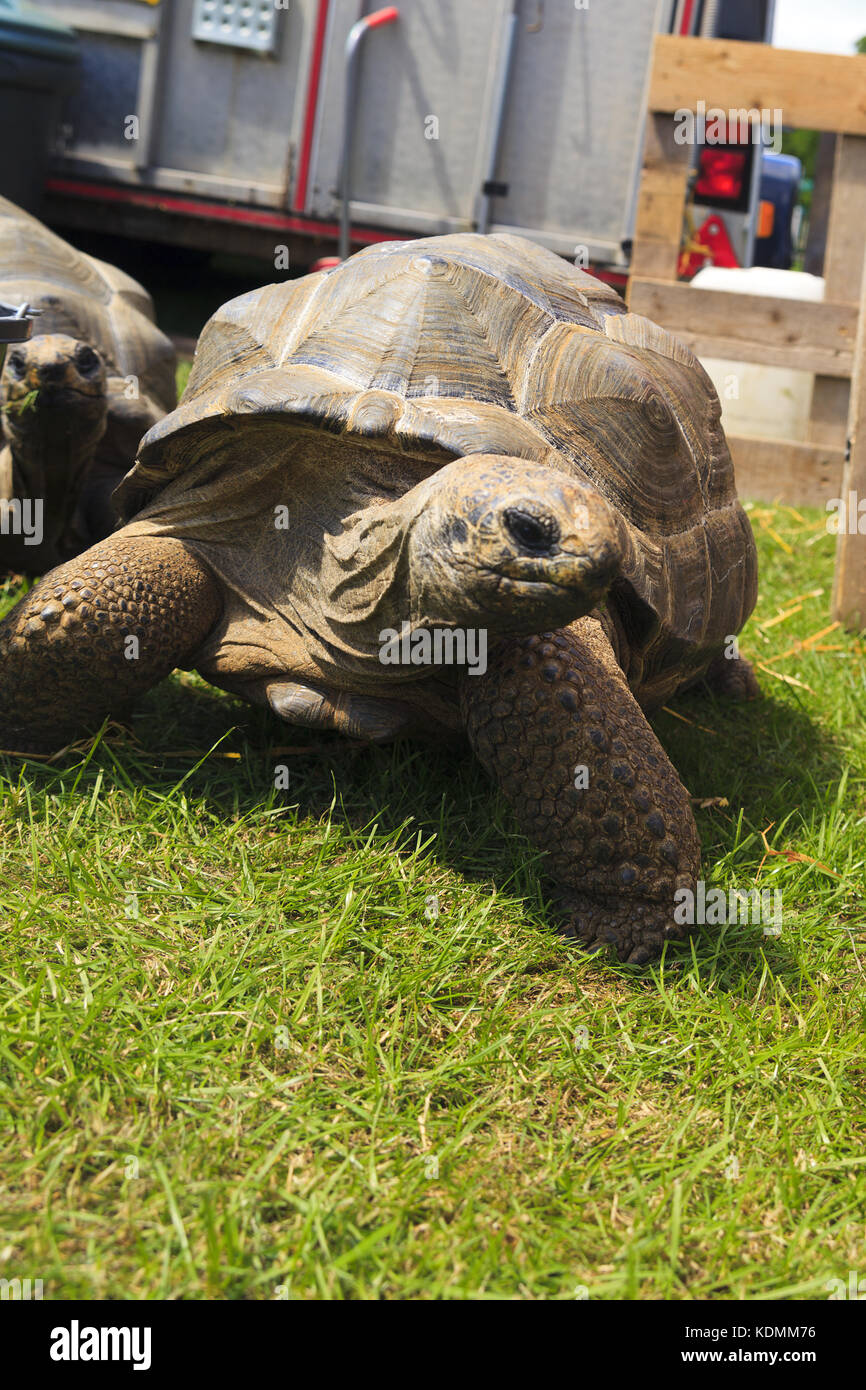 Les tortues géantes d'Aldabra Banque D'Images