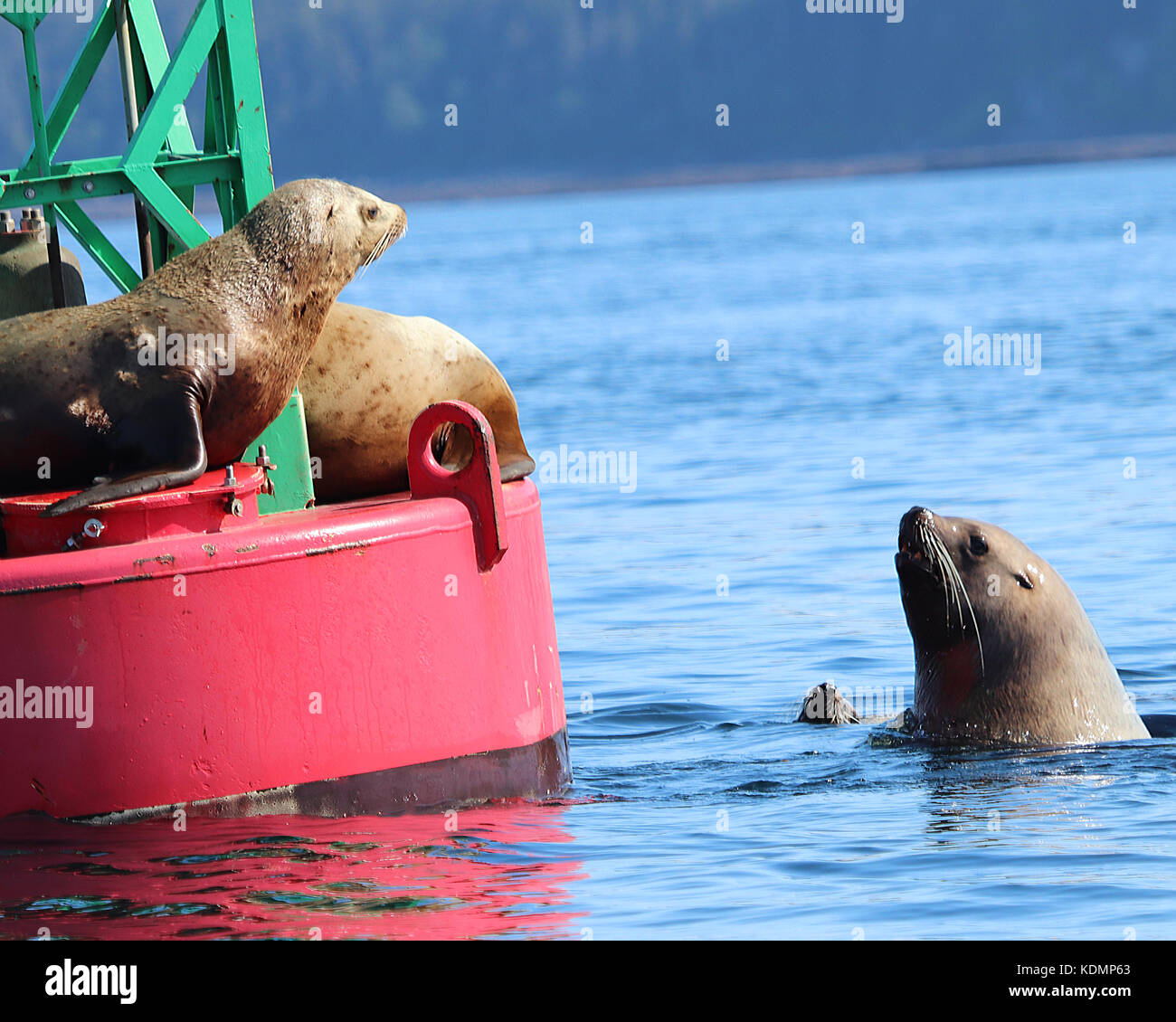Sea lion adorable vouloir se lever sur une bouée qui est déjà plein de lions de mer au repos Banque D'Images