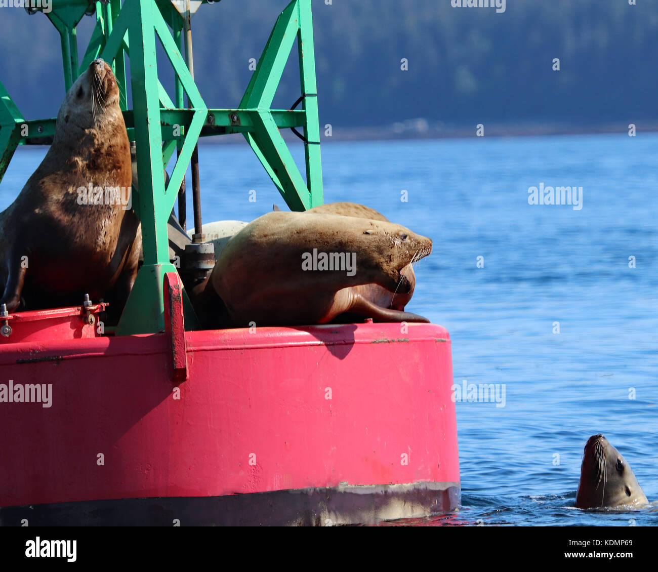 L'otarie de Steller en interaction les uns avec les autres comme ils l'intermédiaire pour la domination et un endroit pour reposer sur une grande bouée dans l'océan Juneau, Alaska Banque D'Images