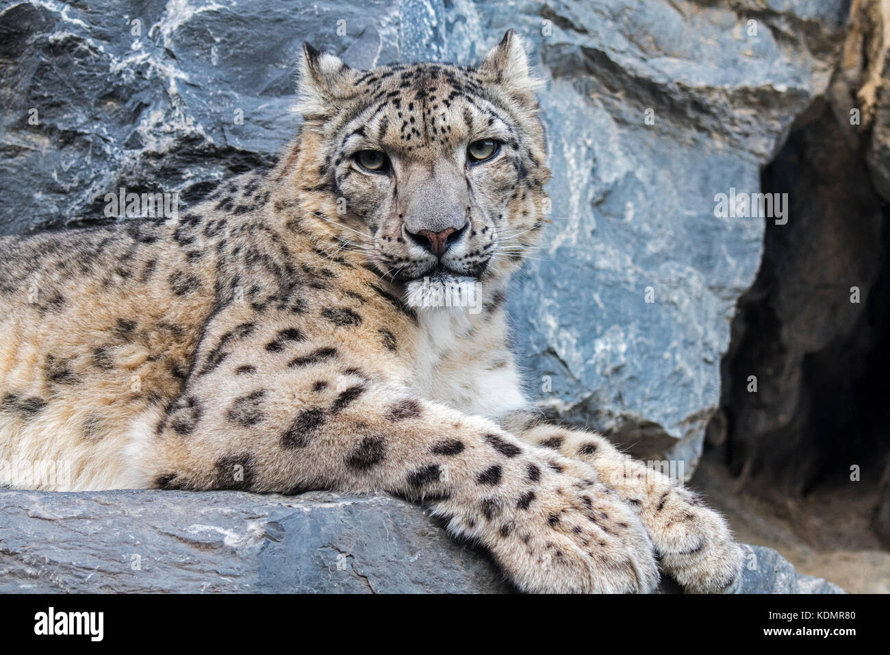 Snow Leopard / l'once (Panthera uncia Uncia uncia) / reposant sur le roc ledge dans falaise près de l'entrée de la Banque D'Images