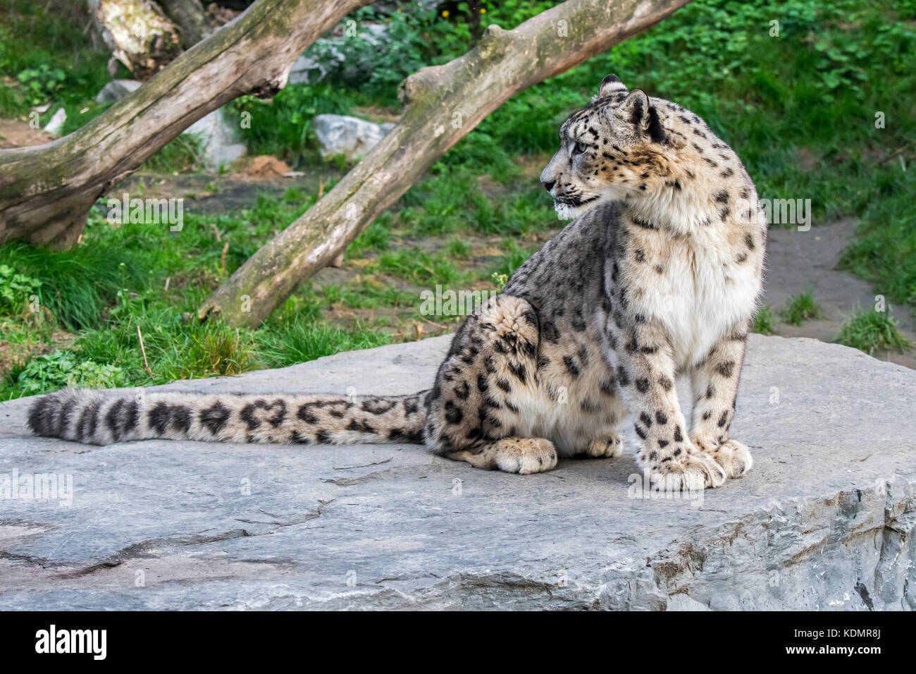 Snow Leopard / l'once (Panthera uncia Uncia uncia) / assis sur la roche à l'arrière, originaire de la chaîne de montagne d'Asie centrale et du sud Banque D'Images