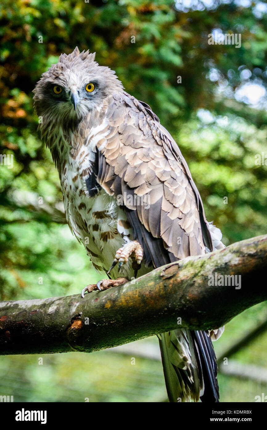 Circaète jean-le-blanc (Turdus gallicus) sitting on tree Banque D'Images