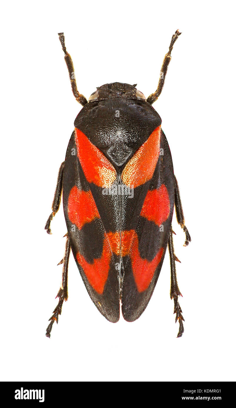 Froghopper rouge et noir sur fond blanc - cercopis vulnerata (Rossi, 1807) Banque D'Images