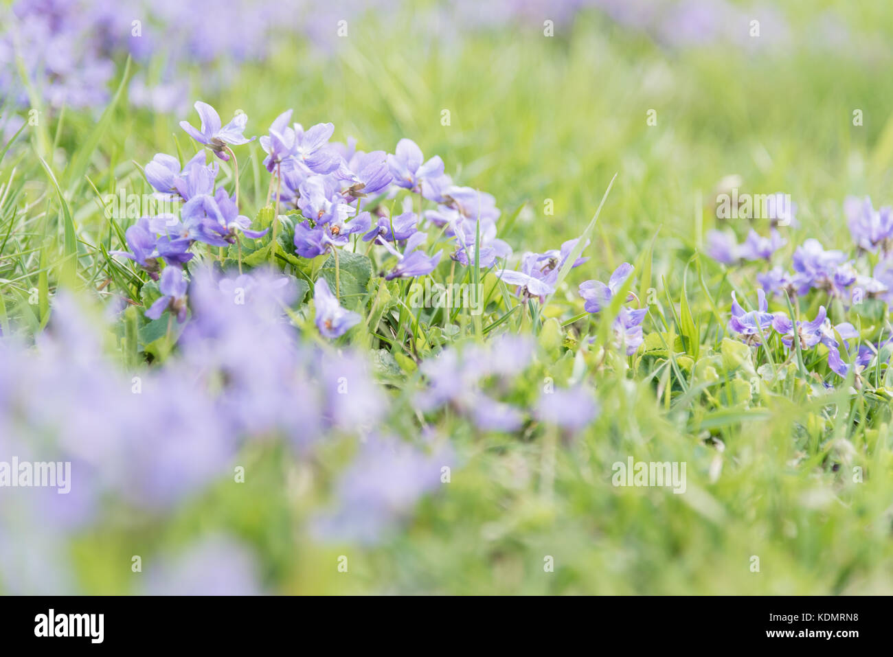 Fleurs de violettes dans un champ au printemps Photo Stock - Alamy