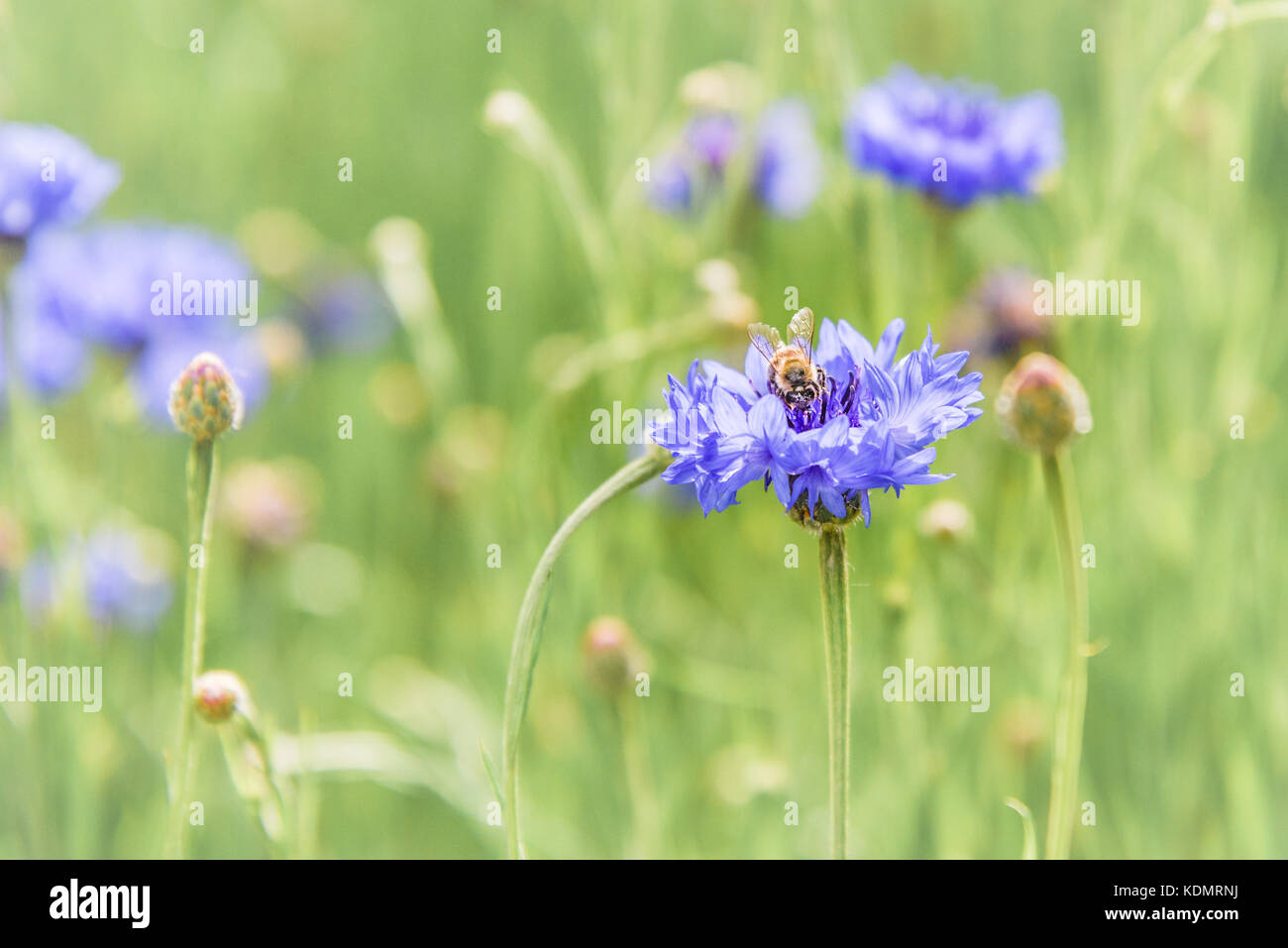 Abeille sur une fleur de lys bleu Banque D'Images