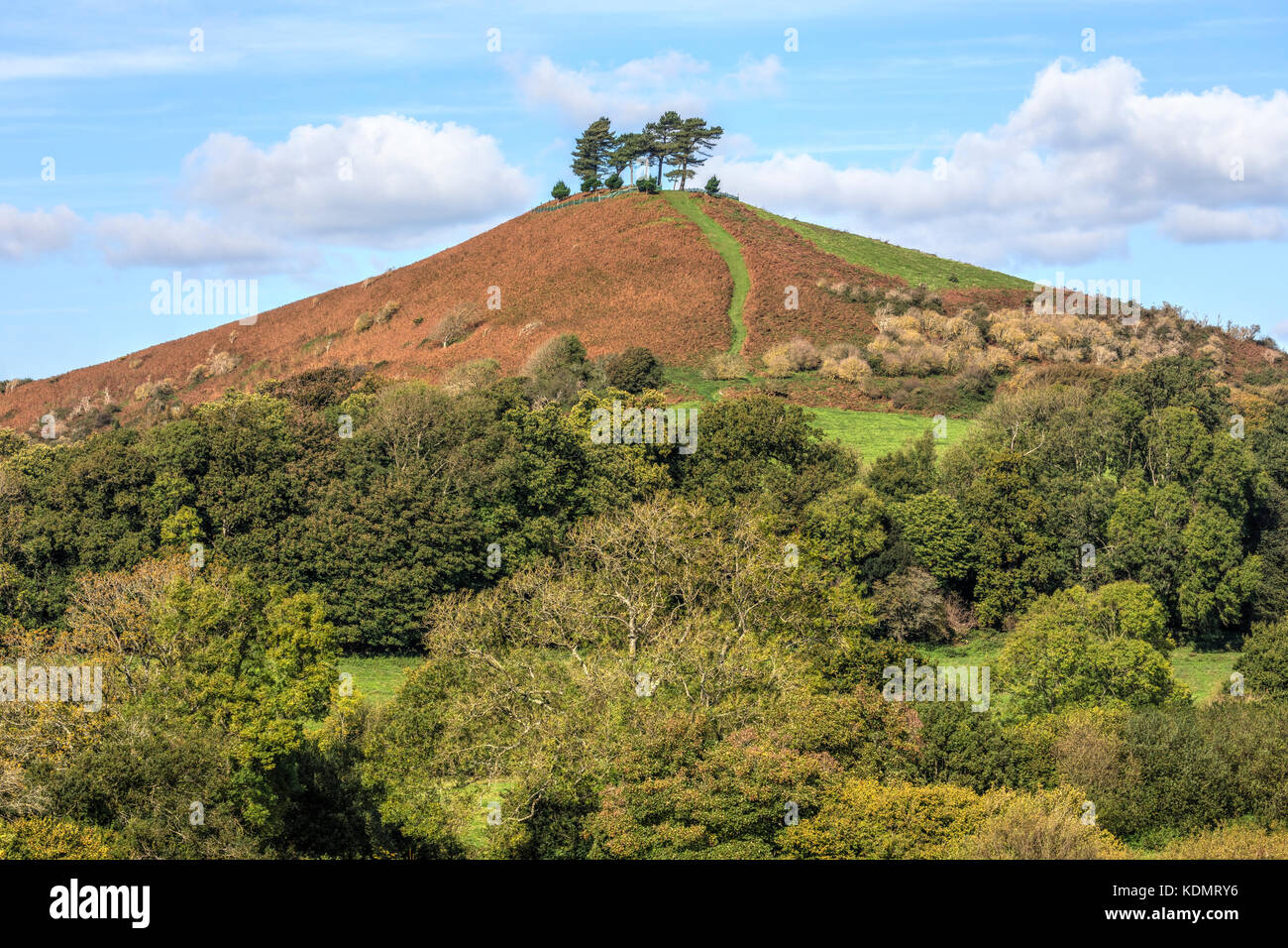 Colmer's Hill, Symondsbury, Dorset, Angleterre, Royaume-Uni Banque D'Images