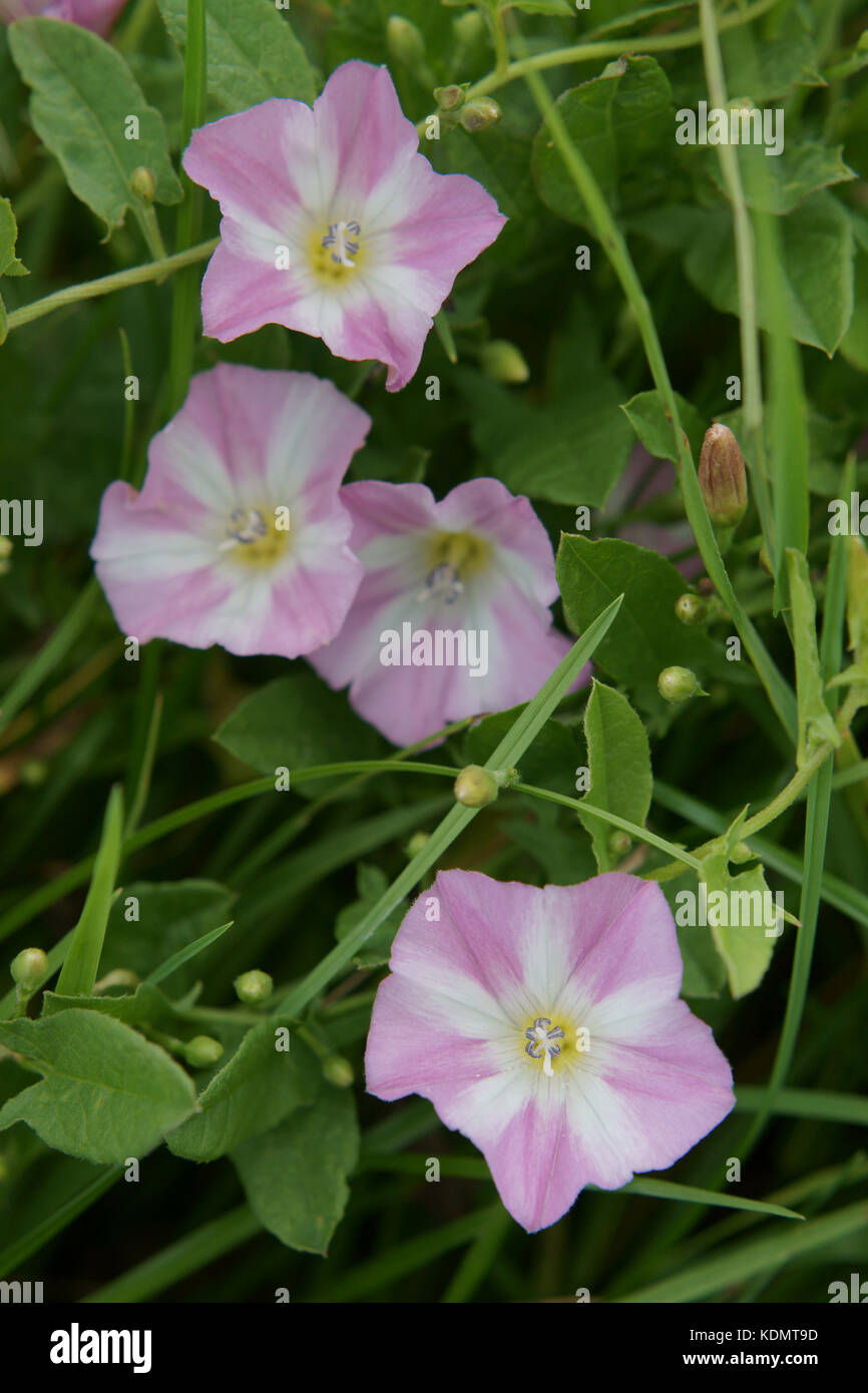 Convolvulus arvensis (liseron des champs) Banque D'Images