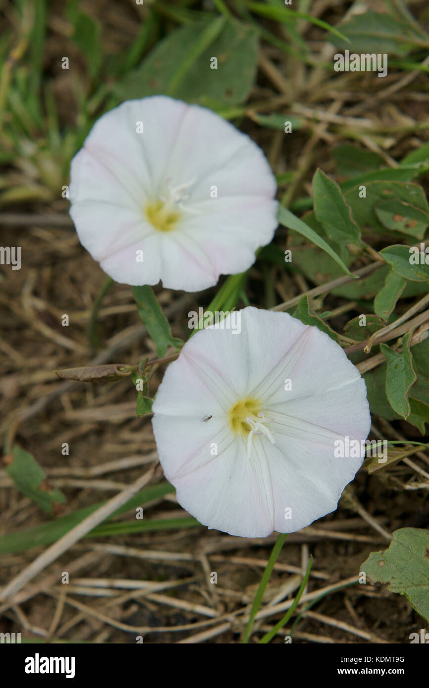 Convolvulus arvensis (liseron des champs) Banque D'Images