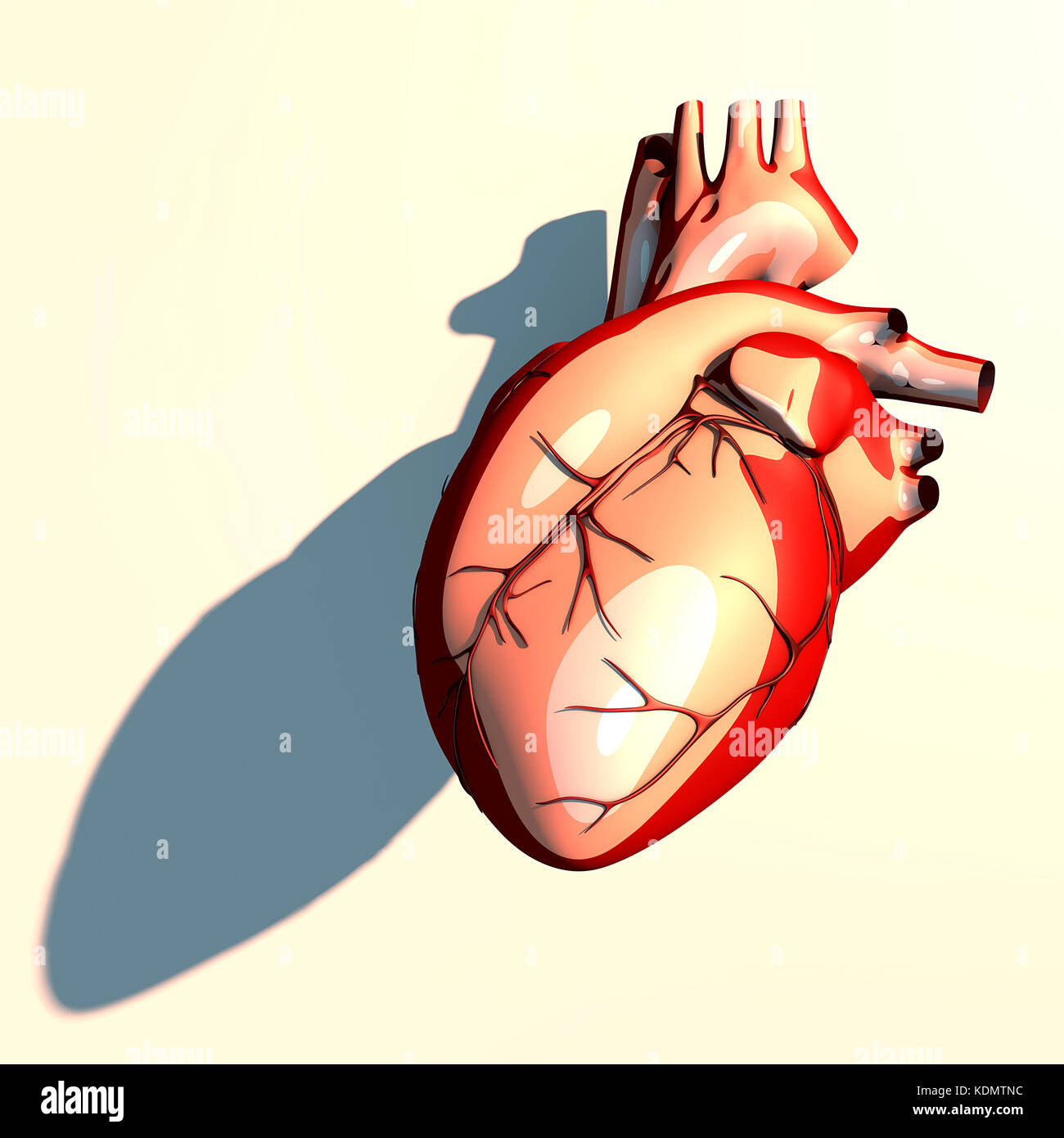 Le cœur est un organe musculaire, qui pompe le sang à travers les vaisseaux sanguins du système circulatoire, ombre longue, rendu 3D. Banque D'Images