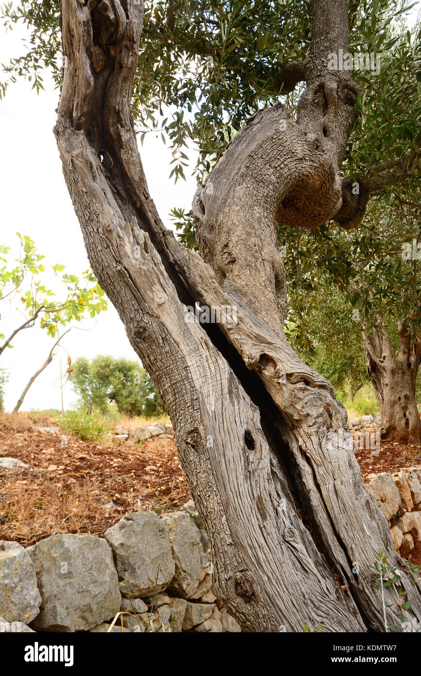 Vieux tronc d'arbre d'olive split par la vieillesse Banque D'Images