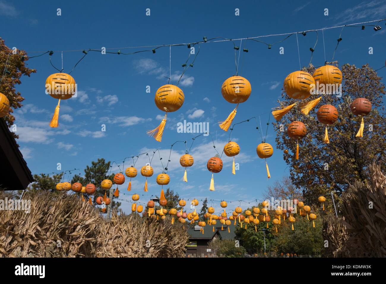 Piscine en forme de lanternes suspendues comme jack o lanternes, lors d'une fête d'automne à Saint Paul, MN, USA. Banque D'Images