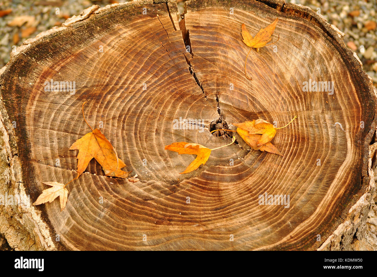 Anneau de l'année automne Banque D'Images