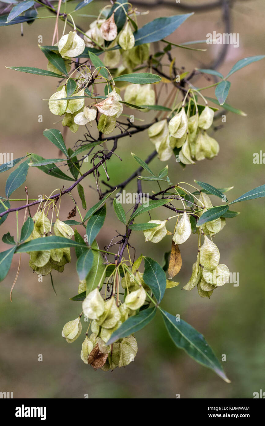 Ptelea angustifolia, graines, Wafer ash Ptelea trifoliata Banque D'Images