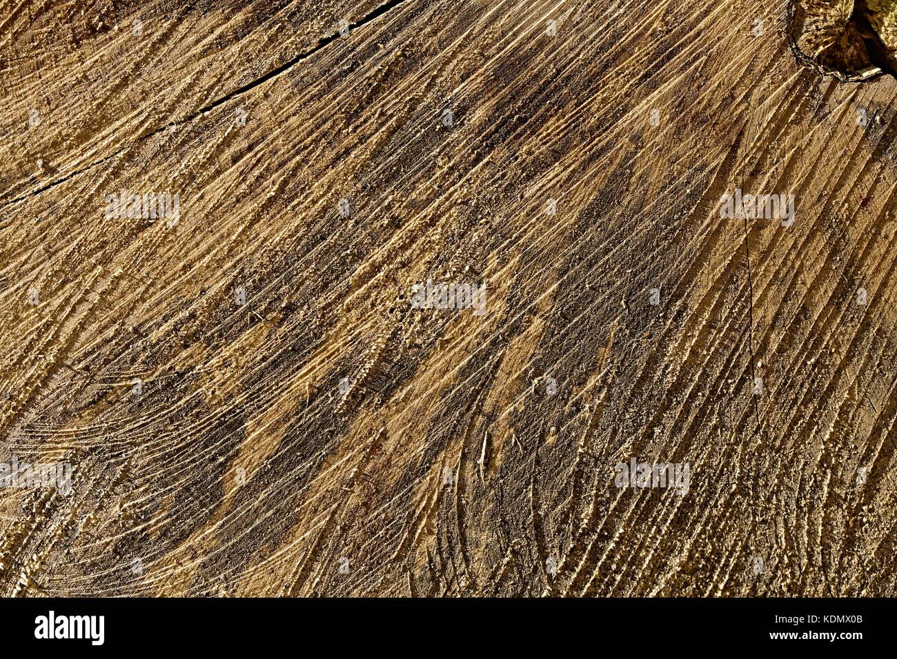 La texture du tronc de l'arbre Banque D'Images