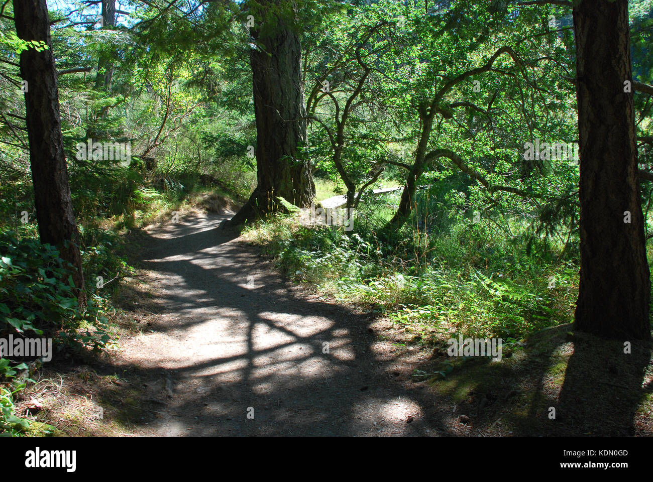 Arbres d'ombres sur la piste à Witty's Lagoon, près de Victoria, BC, Canada Banque D'Images