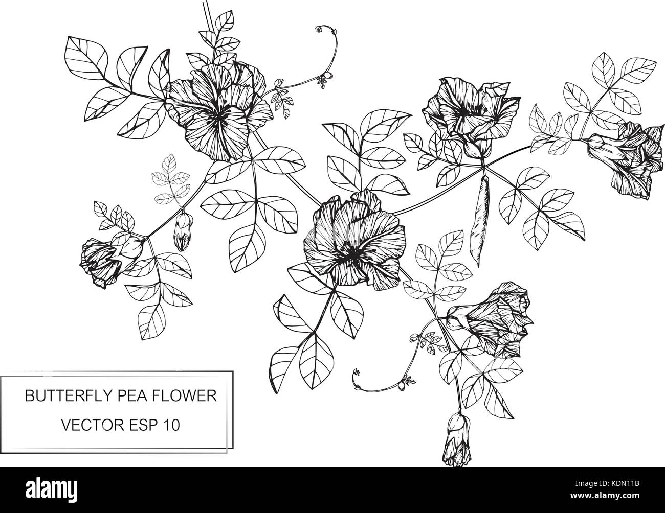 Dessin de fleurs de pois papillon illustration. Noir et blanc avec des illustrations. Illustration de Vecteur