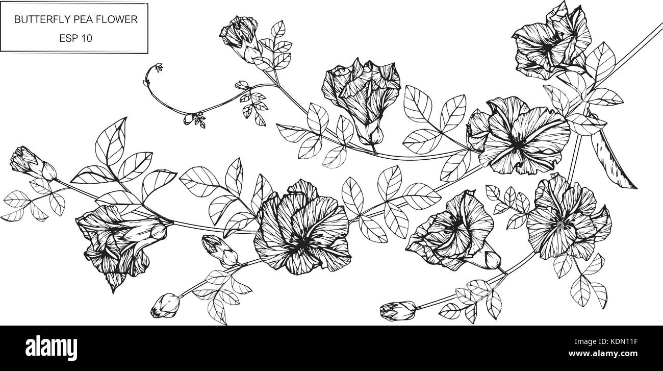 Dessin de fleurs de pois papillon illustration. Noir et blanc avec des illustrations. Illustration de Vecteur