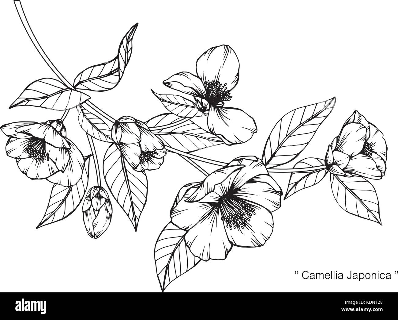Camellia japonica illustration dessin de fleurs. Noir et blanc avec des