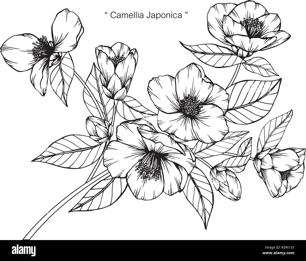 Camellia japonica illustration dessin de fleurs. Noir et blanc avec des illustrations. Illustration de Vecteur