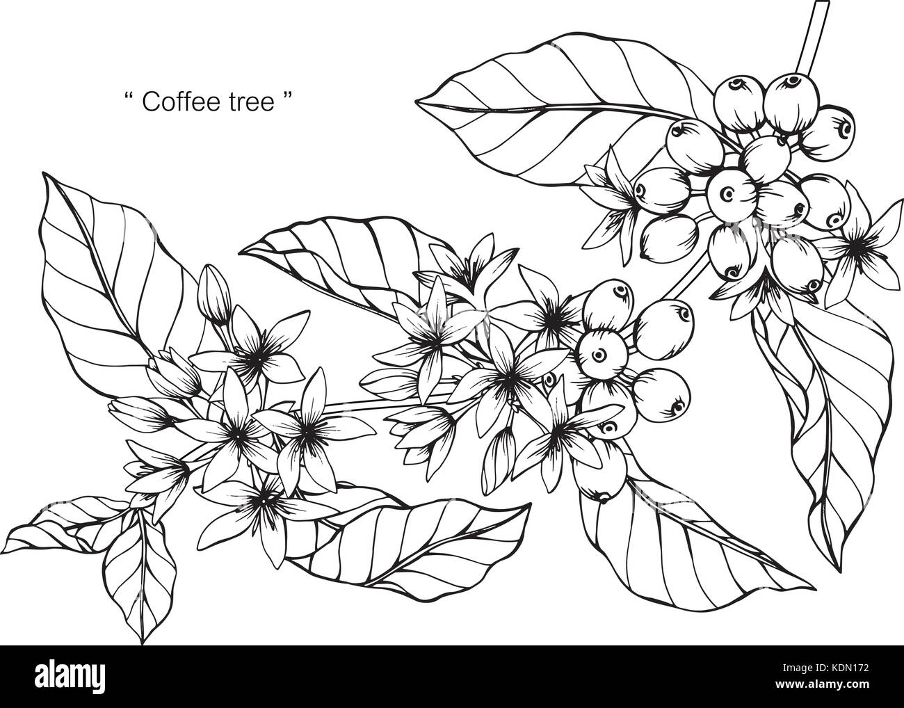Arbre généalogique café dimensions illustration. Noir et blanc avec des illustrations. Illustration de Vecteur